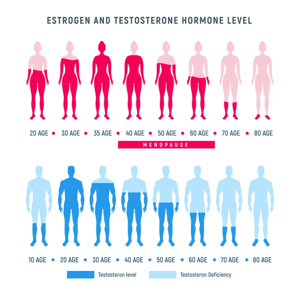 Chart showing estrogen and testosterone hormone levels across ages 10-80 for females and males, with menopause period marked for women.
